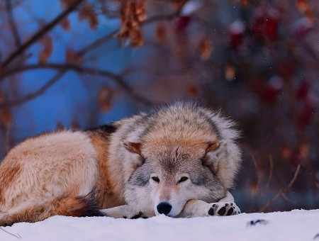 Gray And Brown Wolf