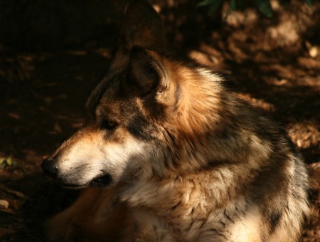 Beige White And Brown Wolf