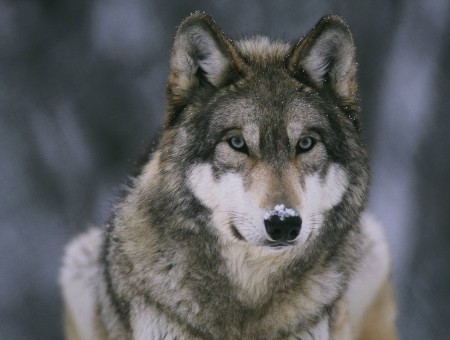 Gray And Beige Wolf