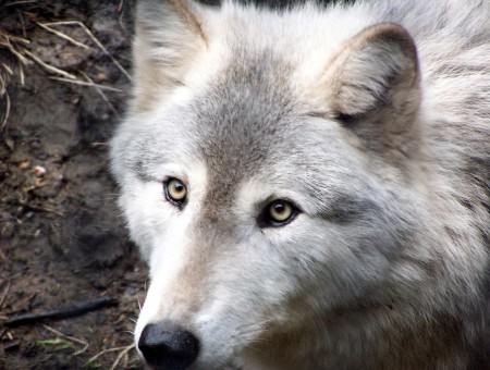 Gray And White Wolf