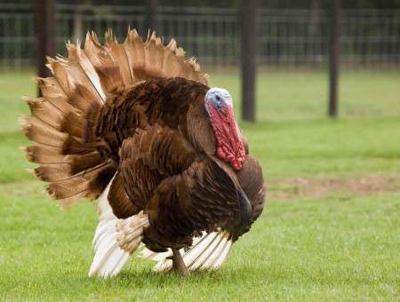 Brown And Red Turkey