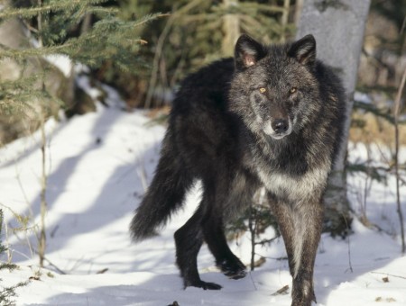 Black And Gray Wolf