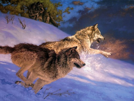 Sabie Tri-color Wolf