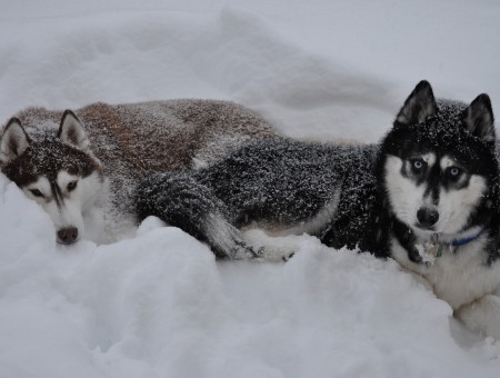 Black And White Alaskan Dogs
