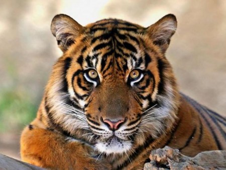 Adult Tiger