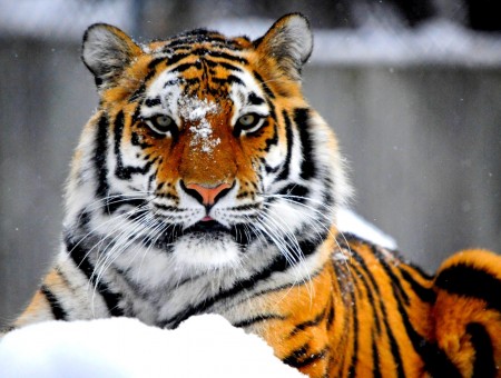 White Orange And Black Tiger