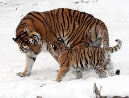 Brown And Black Bengal Tiger
