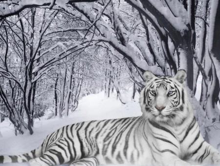 Painting Of A White Tiger Laying In A Snowy Forest