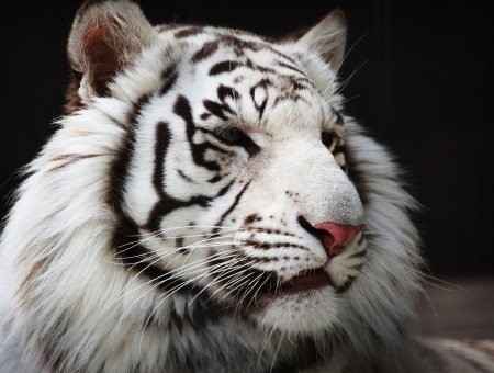 Albino Tiger