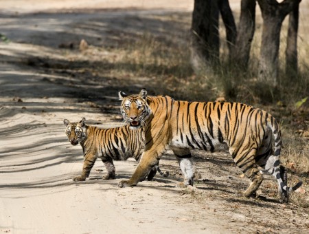Adult And Child Tiger