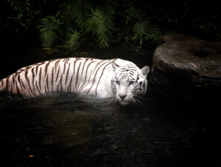 Painting Of A White Tiger In Water