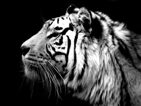Tiger Grayscale Portrait
