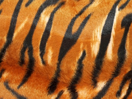 Orange And Black Tiger Stripes