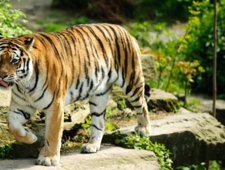 Orange, White And Black Adult Tiger