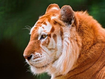 Orange White Tiger