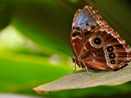 Brown Black And Blue Butterfly