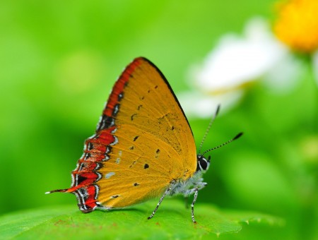 Yellow And Red Hairstreak Butterfly