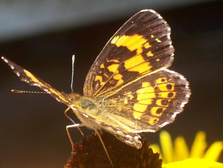 Yellow And Gray Moth