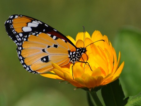 Yellow Black And White Butterfly