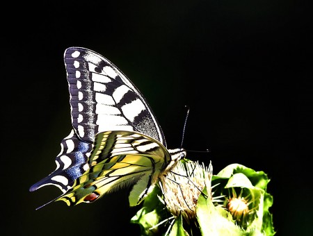 White And Black Butterfly