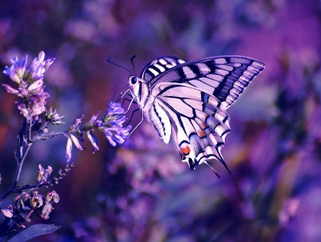Papilio Xuthus