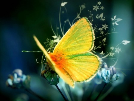 Yellow Small Butterfly