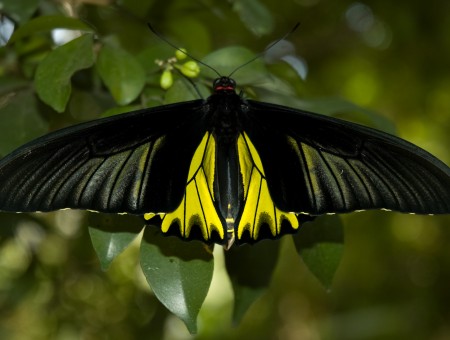 Black And Yellow Winged Butterfly