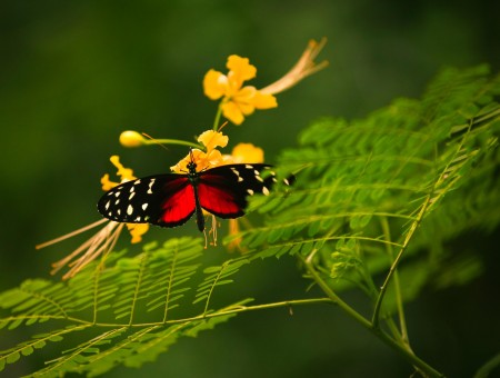 White Red And Black Longwing Butterfly