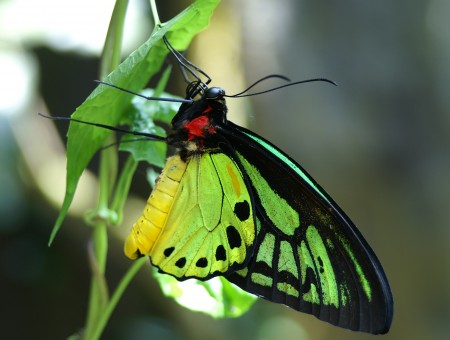 Green Black And Red Butterfly