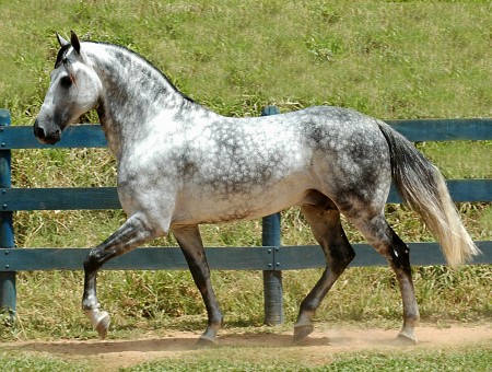 White Gray And Black Horse