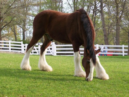 White Footed Brown Adult Male Horse