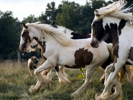 Brown And White Horse
