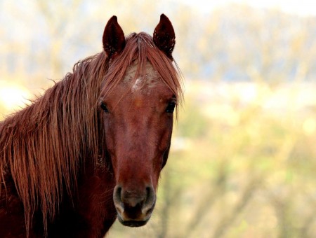 Brown Adult Horse