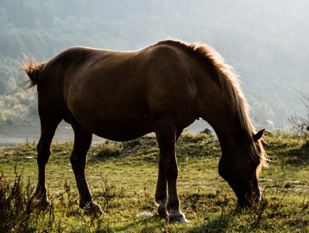 Brown Adult Horse