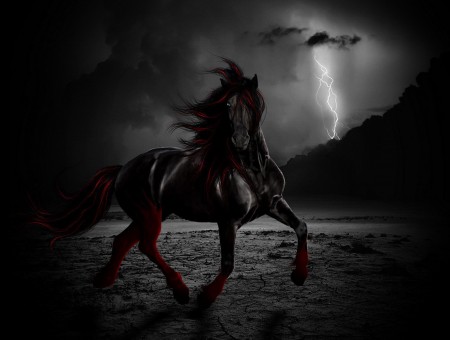 Black And Red Stallion