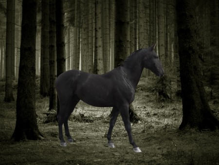 Black Short Coated Horse