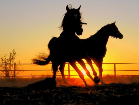 Silhouette Of Horse