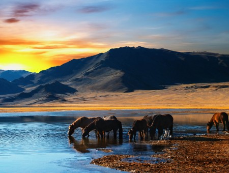Horses Drinking On Water During Sunset Wallpaper