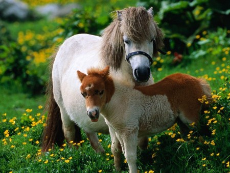 White And Brown Horse