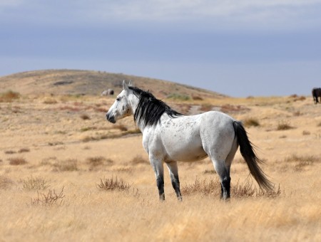 White And Black Horse