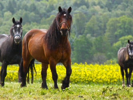Brown Stallion With Black Mane And Tail