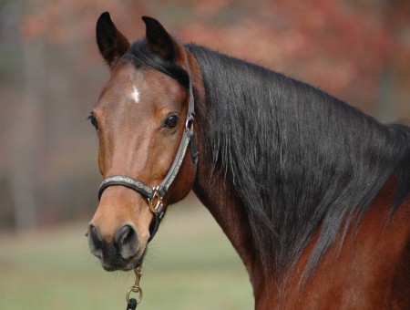 Brown And Black Adult Horse