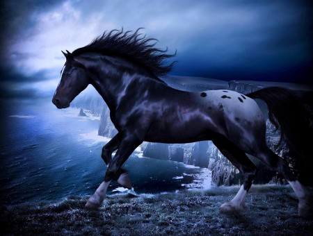 White And Black Stallion Horse