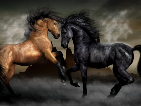 Black And Brown Horses Butting