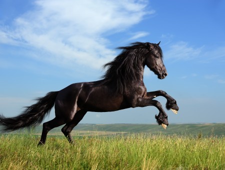 Brown Stallion Horse