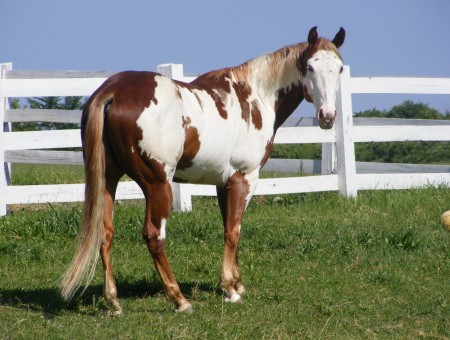 White And Brown Horse