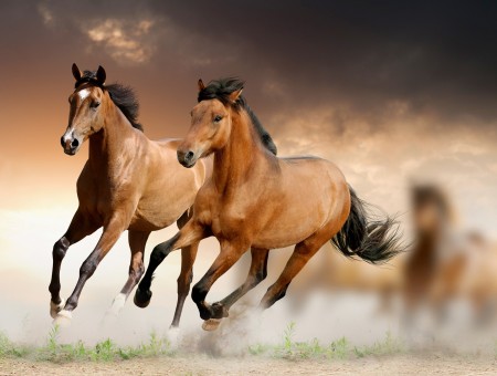 Two Brown Horses Running