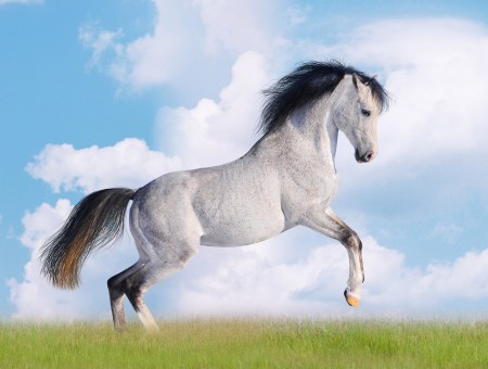 White Horse Over Green Grass Under Blue Cloudy Sky Painting