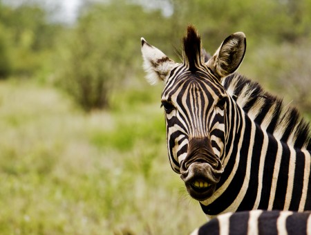 Adult Zebra Animal