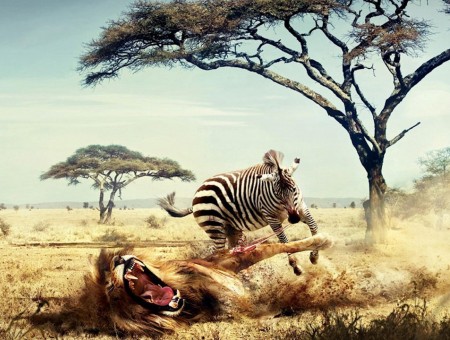 Zebra And Lion Fighting Neat Trees Under Blue Sky Painting